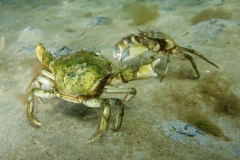 crab_strandkrabbe_martin kielland
