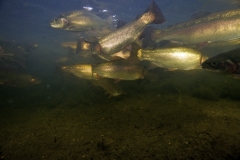 Fisk_Rainbow-trout_Regnbueørred_Martin_Kielland-4-1