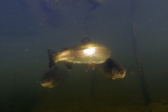 Fisk_Rainbow-trout_Regnbueørred_Martin_Kielland-5-1