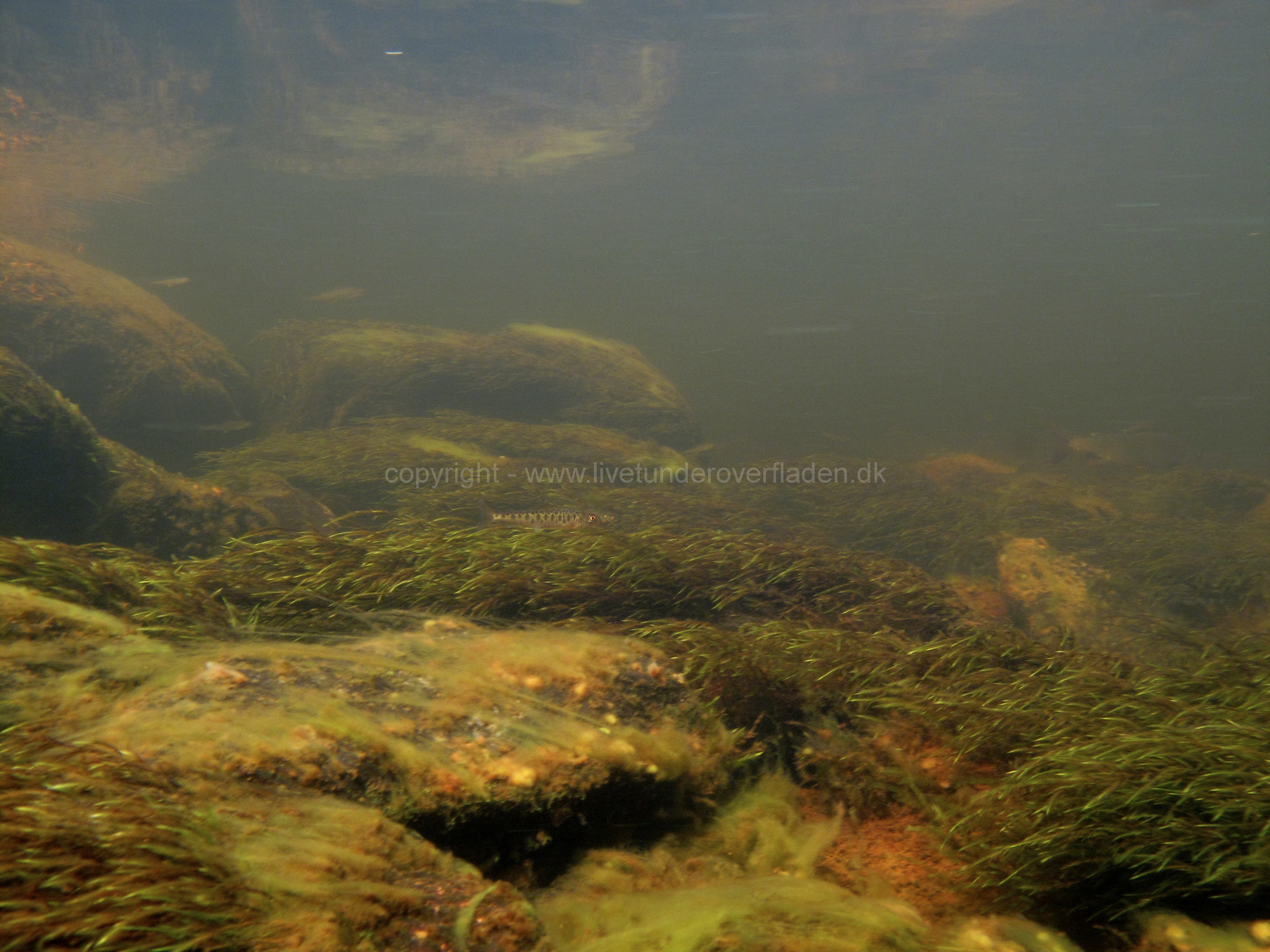 Freshwater habitat_Martin_Kielland 12
