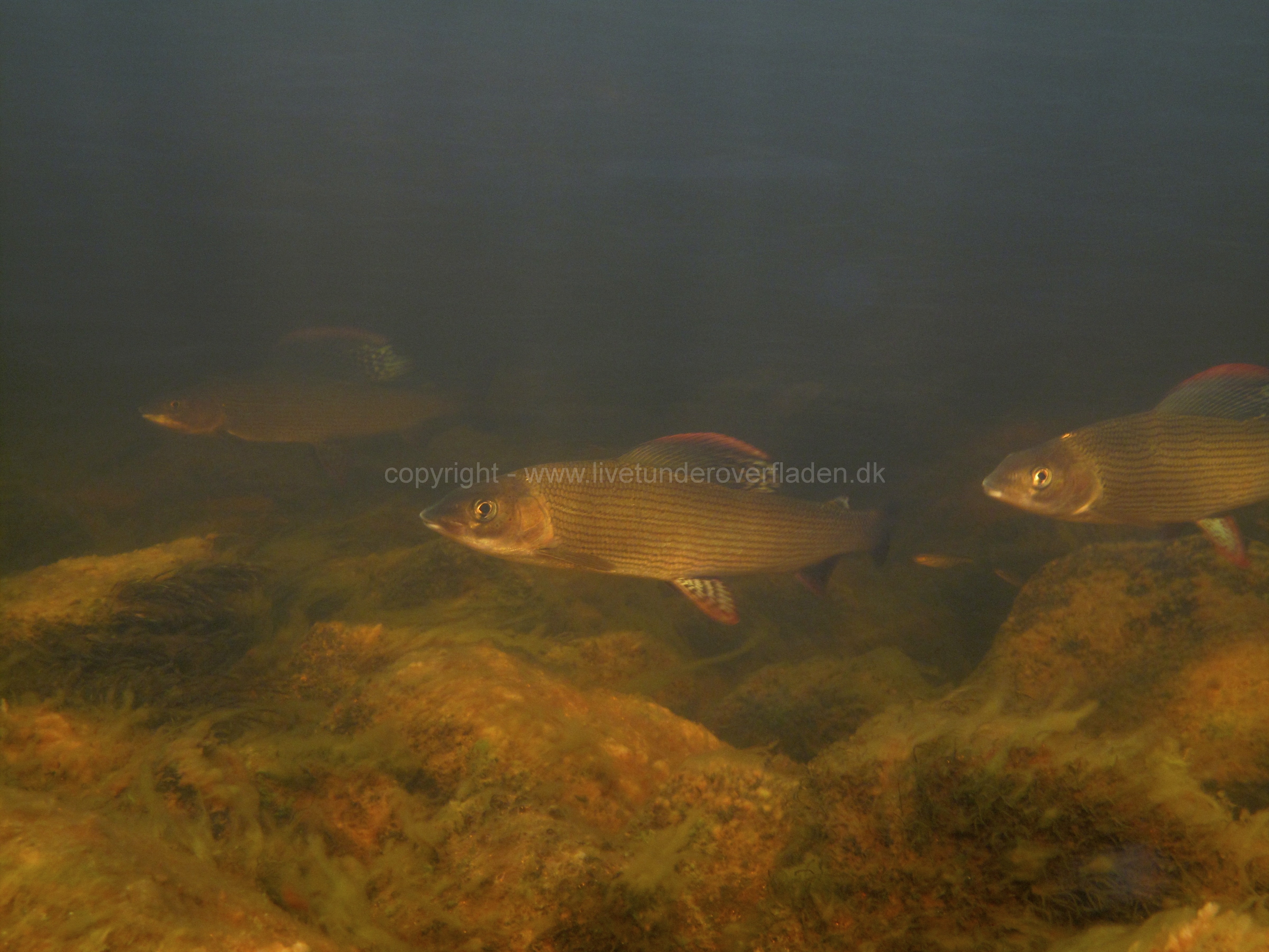 Freshwater habitat_Martin_Kielland 14