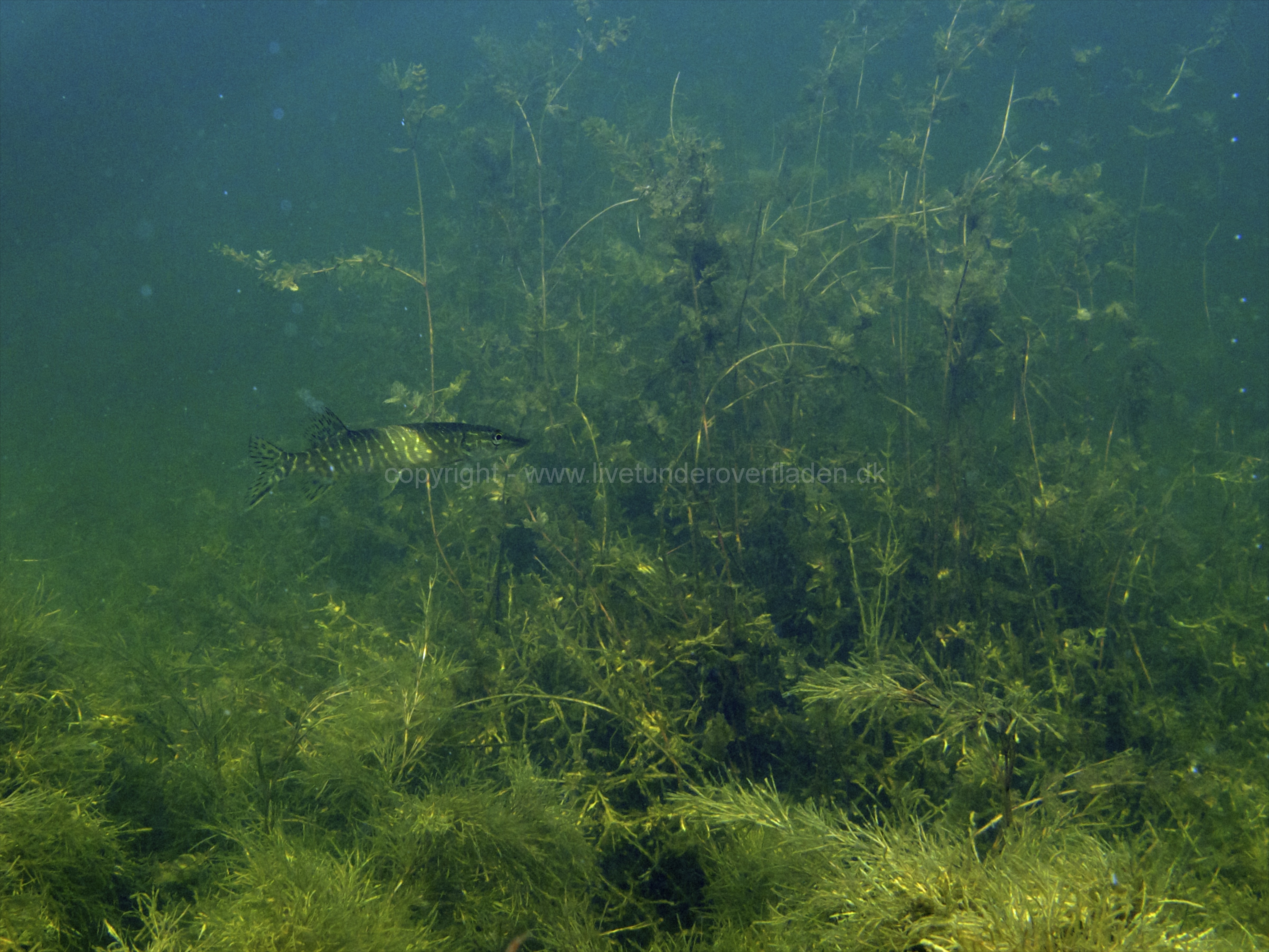 Freshwater habitat_Martin_Kielland 17