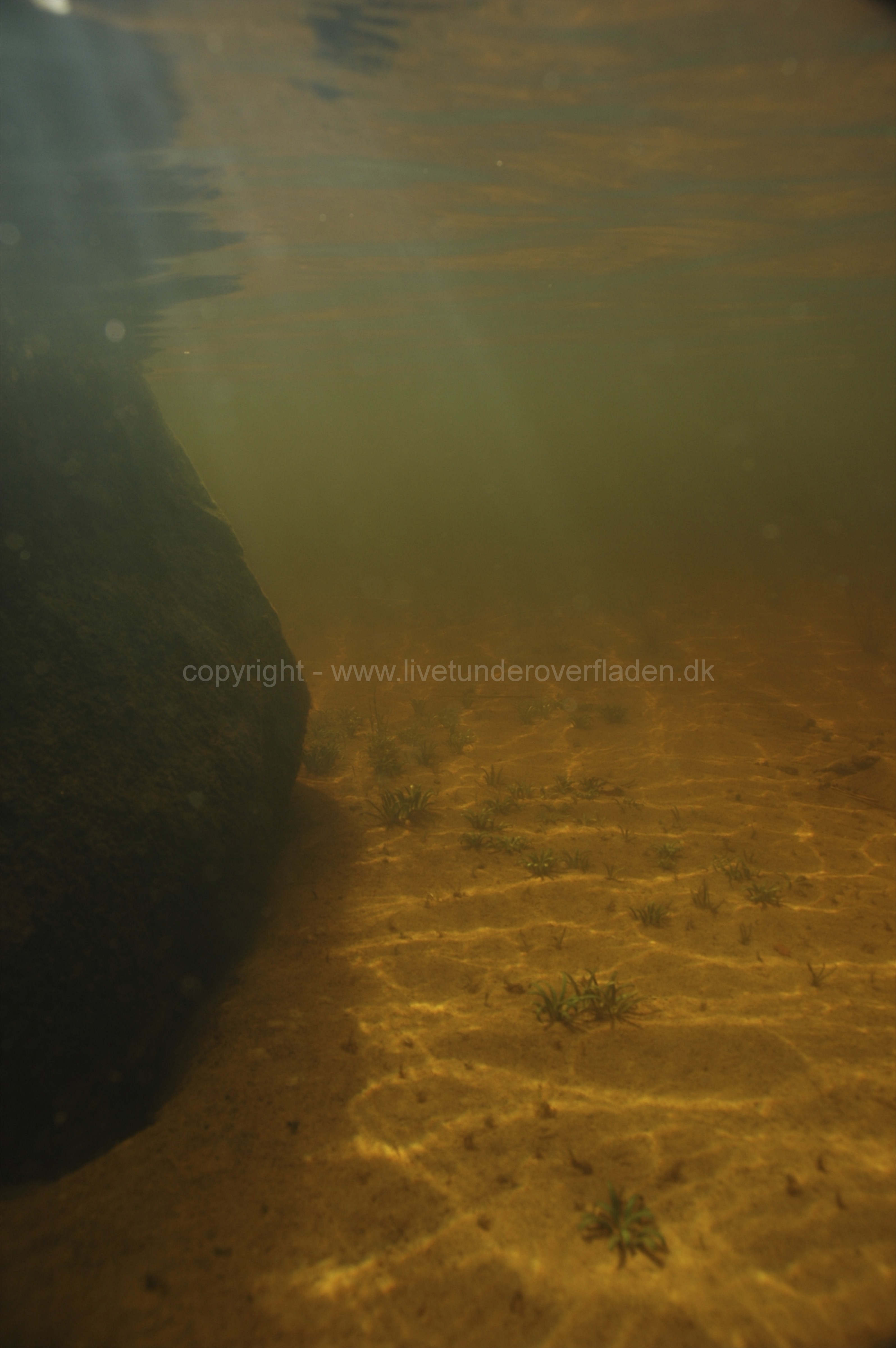Freshwater habitat_Martin_Kielland 22