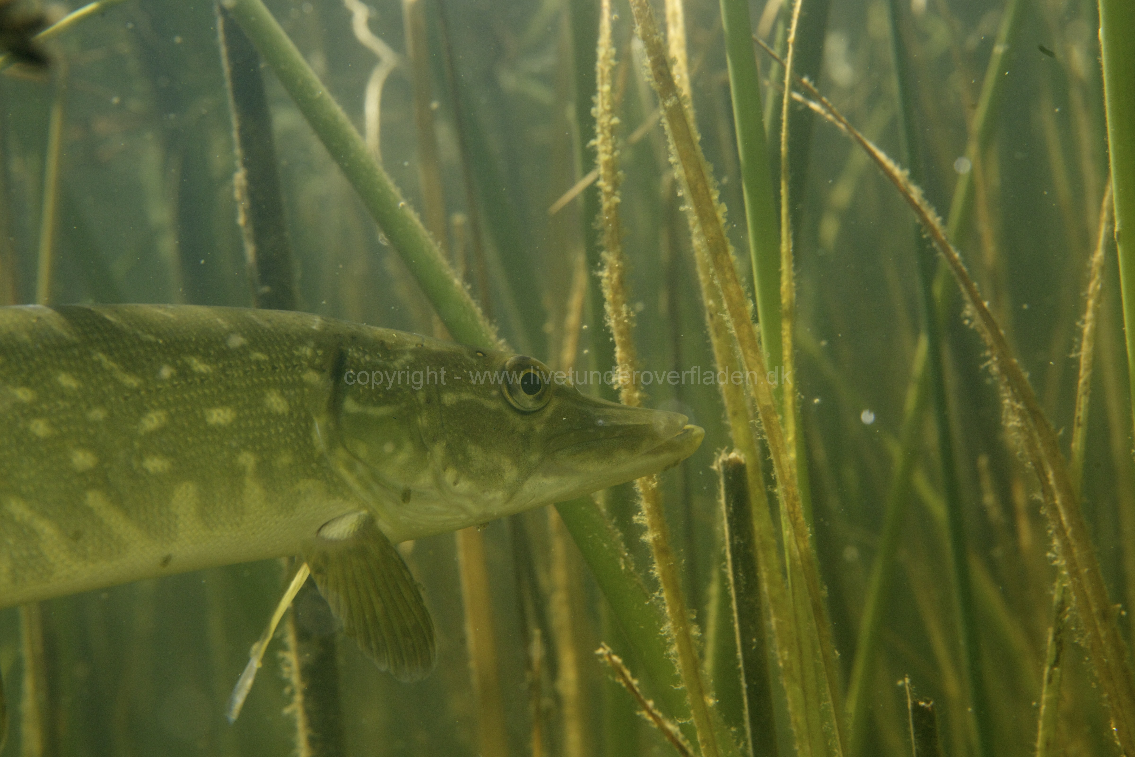 Freshwater habitat_Martin_Kielland 88