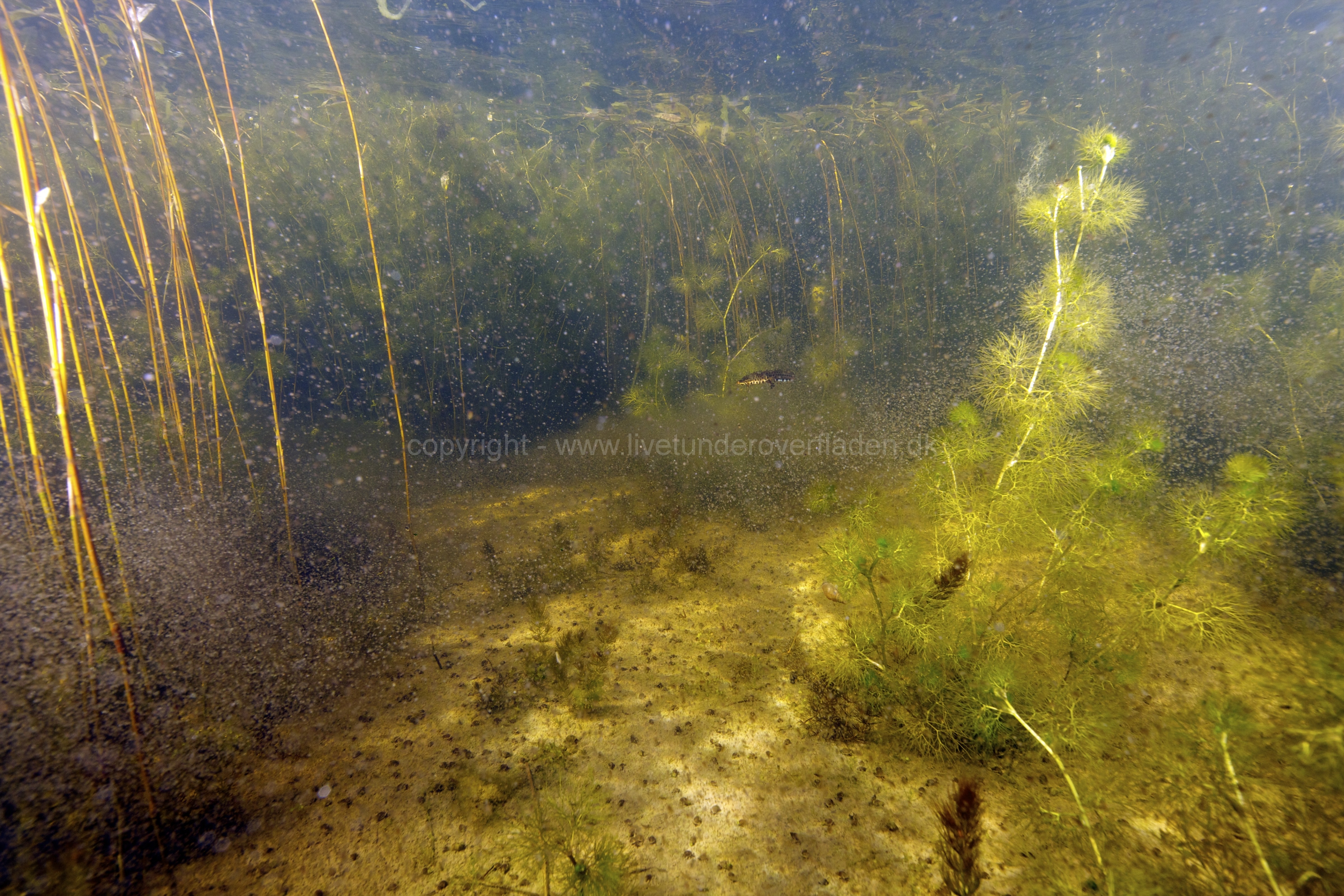 Freshwater habitat_Martin_Kielland 90
