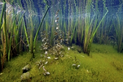 Freshwater habitat_Martin_Kielland 81