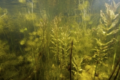 Freshwater habitat_Martin_Kielland 91