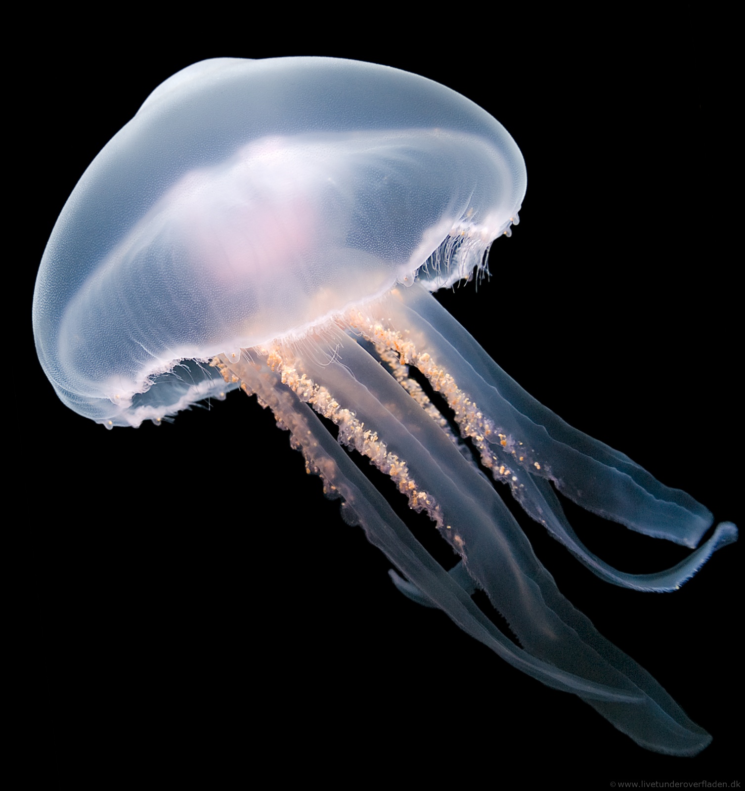 Aurelia